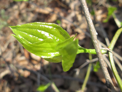 Smilax sieboldii