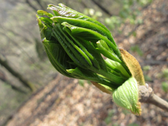 Fraxinus chinensis