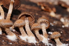Psathyrella echinata