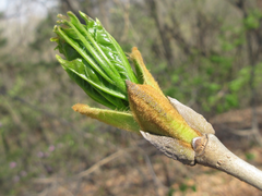 Fraxinus chinensis