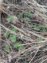Potentilla humifusa