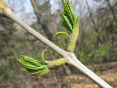 Fraxinus chinensis