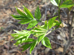 Fraxinus chinensis