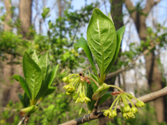 Lindera erythrocarpa