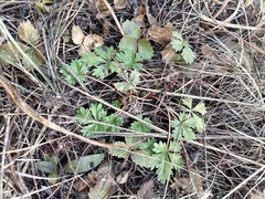 Potentilla humifusa
