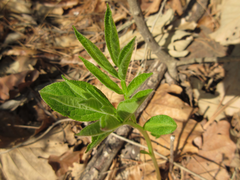 Dictamnus dasycarpus