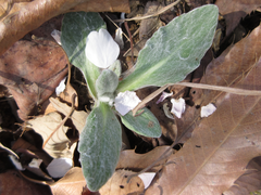 Tephroseris kirilowii