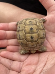 Testudo graeca