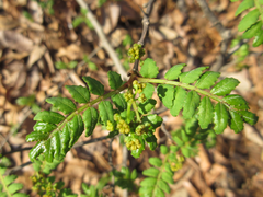 Zanthoxylum piperitum