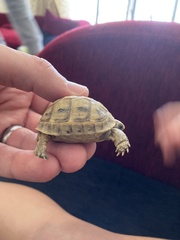 Testudo graeca