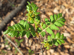 Zanthoxylum piperitum