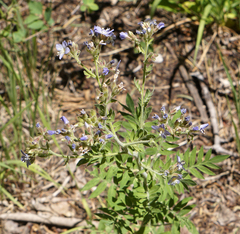 Polemonium foliosissimum