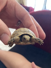 Testudo graeca