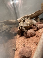 Testudo graeca