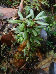 Huperzia javanica