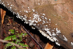 Physalacria australiensis