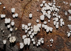 Physalacria australiensis