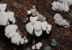 Physalacria australiensis