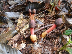 Balanophora laxiflora