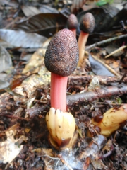 Balanophora laxiflora