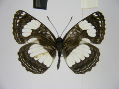Neptis morosa