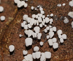 Physalacria australiensis