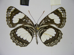 Neptis morosa