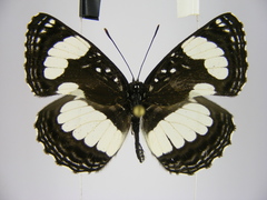 Neptis morosa