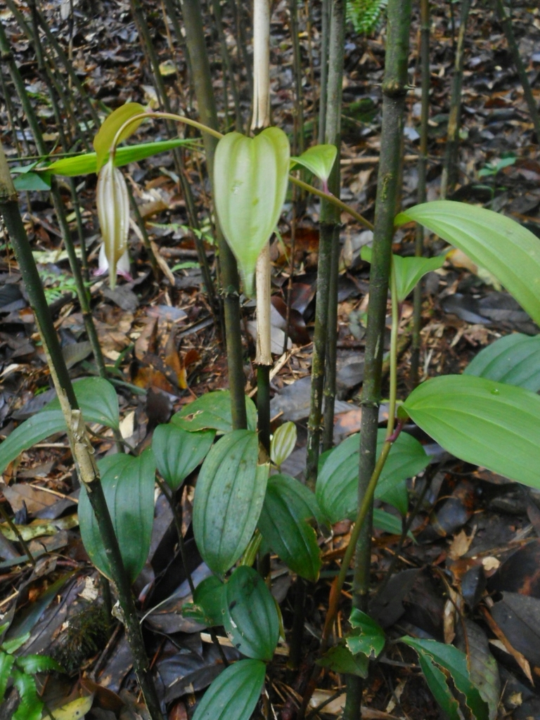 Disporum trabeculatum from Quang Thành, Nguyên Bình District, Cao Bang ...