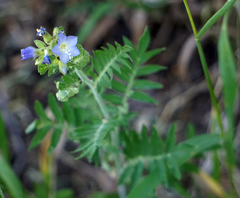 Polemonium foliosissimum