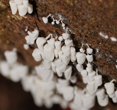 Physalacria australiensis