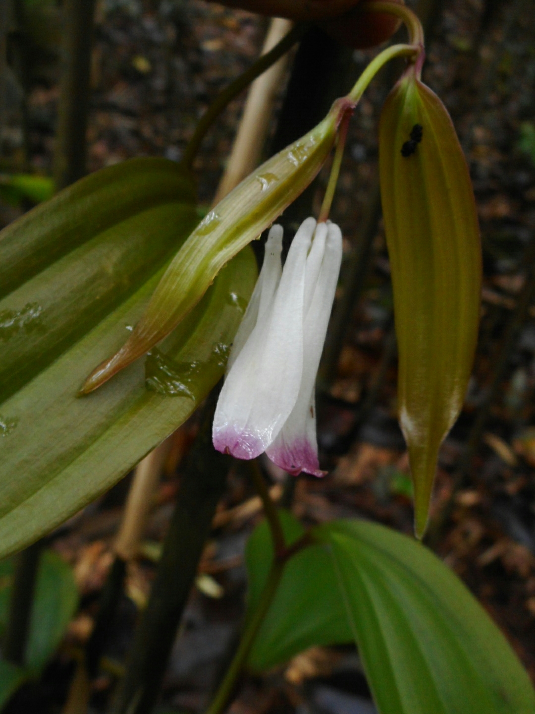 Disporum trabeculatum — ảnh 2