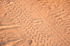 Connochaetes taurinus