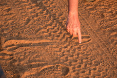 Connochaetes taurinus