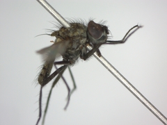 Diptera
