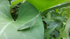 Tagasta marginella