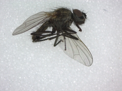 Diptera