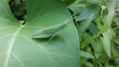 Tagasta marginella