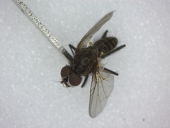 Diptera
