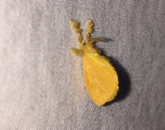 Dalceridae