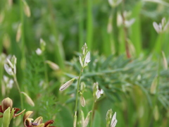 Polygala monspeliaca