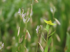 Polygala monspeliaca