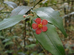 Euonymus laxiflorus