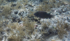Canthigaster amboinensis
