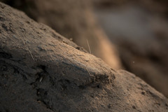 Phacochoerus africanus