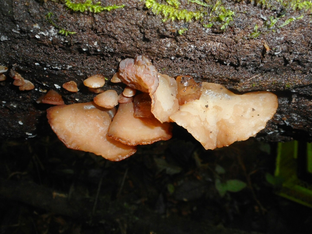 Auricularia delicata