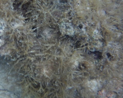 Acanthophora spicifera