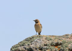 Oenanthe melanoleuca