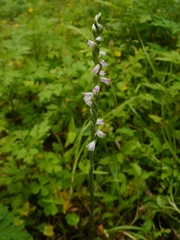 Spiranthes sinensis