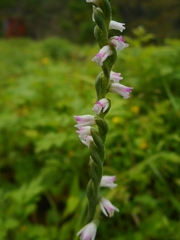Spiranthes sinensis